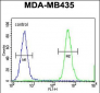 HNRNPCL1 Antibody (C-term)